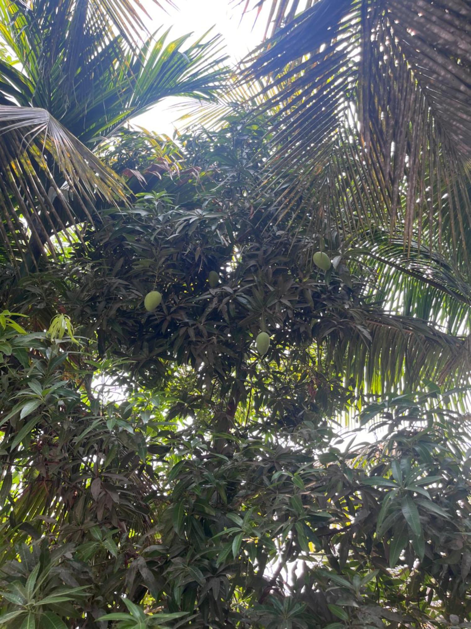 Seanest Hotel Alibag Exterior photo
